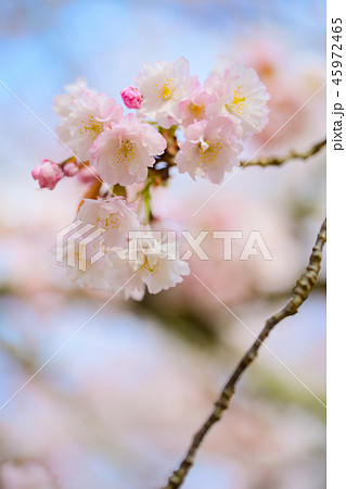 Prunus lannesiana 'Narano Kokonoe Zakura' Prunus lannesiana 'Narano Kokonoe Zakura' 45972465