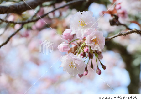 Prunus lannesiana 'Narano Kokonoe Zakura' 45972466