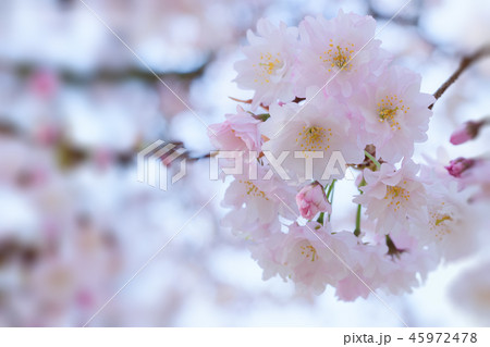 Prunus lannesiana 'Narano Kokonoe Zakura' Prunus lannesiana 'Narano Kokonoe Zakura' 45972478