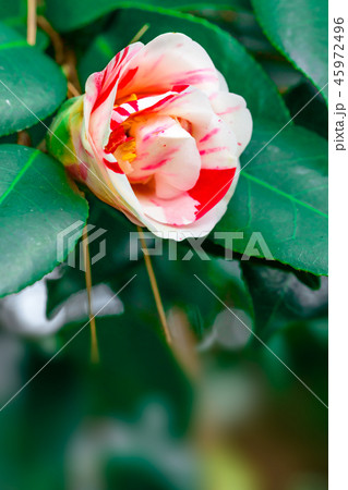 Camellia japonica Camellia japonica 45972496