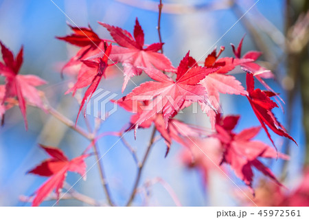 楓 カエデ メープル 45972561