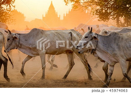 Cows on dusty road at sunset Cows on dusty road at sunset 45974063