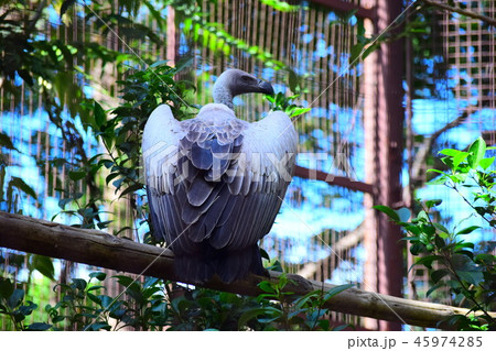 コシジロハゲワシ 45974285