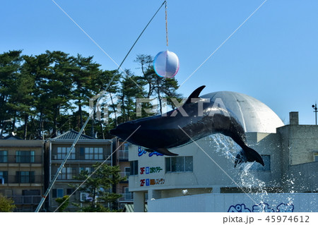 越前加賀海岸国定公園 越前松島水族館 越前加賀海岸国定公園 越前松島水族館 45974612
