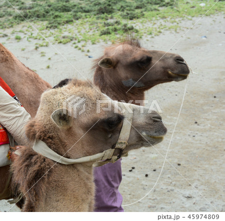 Riding camel in Ladakh, India 45974809