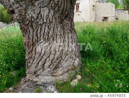 Apricot garden in Ladakh, India Apricot garden in Ladakh, India 45974855