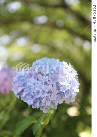 青江川の紫陽花 青江川の紫陽花 45975362