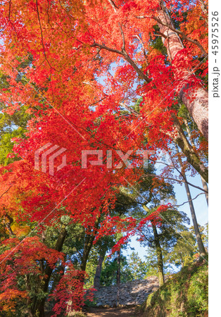 栃木・唐沢山の紅葉 45975526