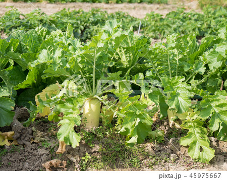 畑の大根 45975667