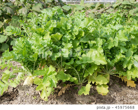 畑の大根 45975668