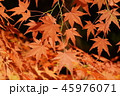 好古園の紅葉 45976071