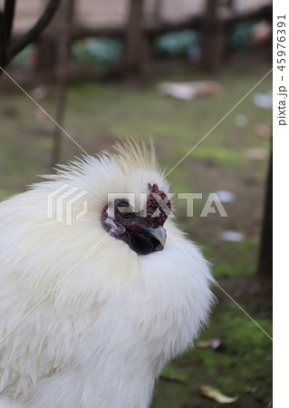 烏骨鶏 烏骨鶏 45976391