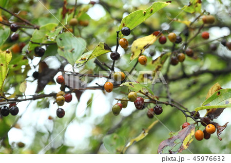 エノキの実 45976632