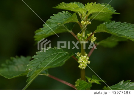 自然 植物 アオミズ、湿った所に生えるイラクサ科の一年草。葉腋の粒々が花です 自然 植物 アオミズ、湿った所に生えるイラクサ科の一年草。葉腋の粒々が花です 45977198
