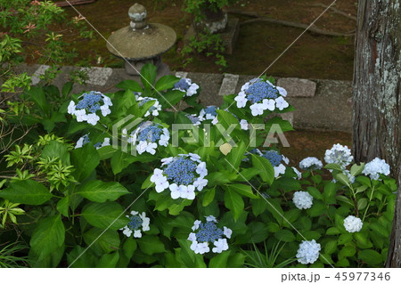 頼光寺の紫陽花 45977346