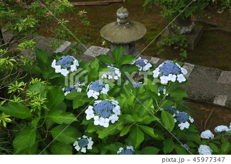 頼光寺の紫陽花 45977347