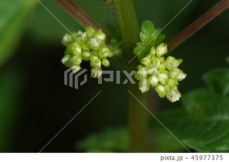 自然 植物 アオミズ、花です。花には雄花と雌花があってこちらは雄花かな? 自然 植物 アオミズ、花です。花には雄花と雌花があってこちらは雄花かな? 45977375