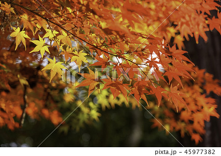 円通寺　紅葉 45977382