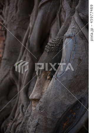 Buddha head in the root At Wat Mahathat. Phra Nakh 45977469