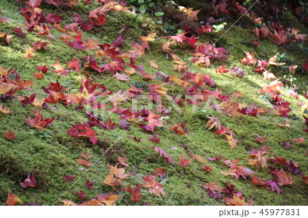 苔庭に散りもみじ 苔庭に散りもみじ 45977831
