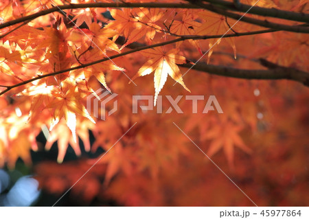 紅葉 紅葉 45977864