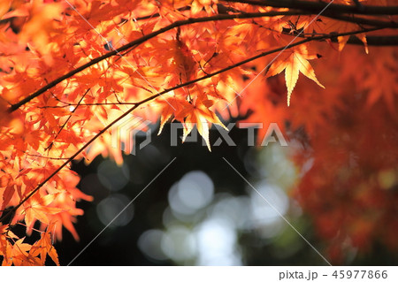 紅葉 紅葉 45977866