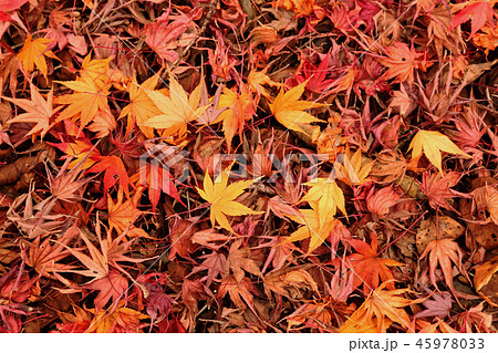 枯葉 落ち葉 茨城県那珂市 県民の森の写真素材