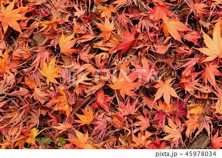 枯葉 落ち葉 茨城県那珂市 県民の森の写真素材