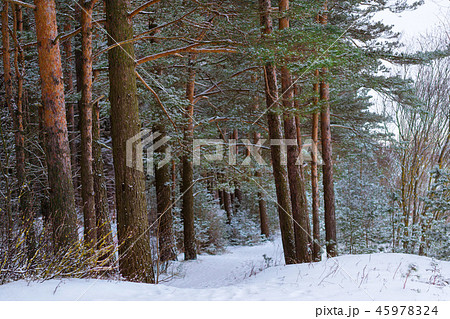 Winter snowy pine forest Narva Bay. Narva-Joesuu Winter snowy pine forest Narva Bay. Narva-Joesuu 45978324