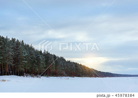 Winter snowy pine forest Narva Bay. Narva-Joesuu Winter snowy pine forest Narva Bay. Narva-Joesuu 45978384