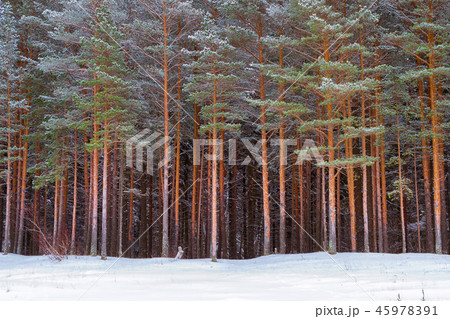 Winter snowy pine forest Narva Bay. Narva-Joesuu Winter snowy pine forest Narva Bay. Narva-Joesuu 45978391