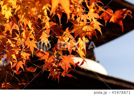 お寺の紅葉 45978871