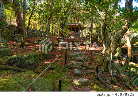 旧竹林院（大津市　坂本）日本庭園の紅葉 45979828