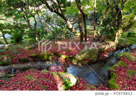 旧竹林院（大津市　坂本）日本庭園の紅葉 45979832