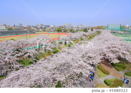 山崎川　桜 45980322