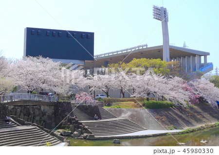 山崎川 桜 山崎川 桜 45980330