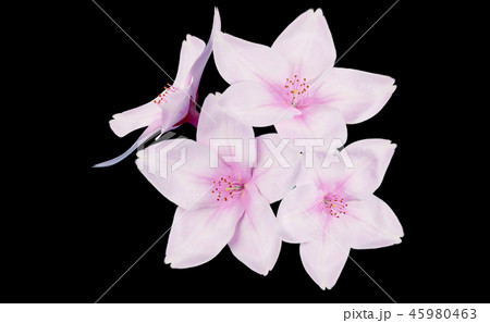 桜イメージ 桜イメージ 45980463