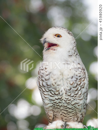Owl in the nature. Owl in the nature. 45980920
