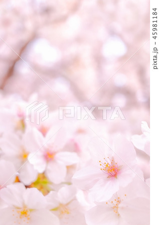 桜 桜 45981184