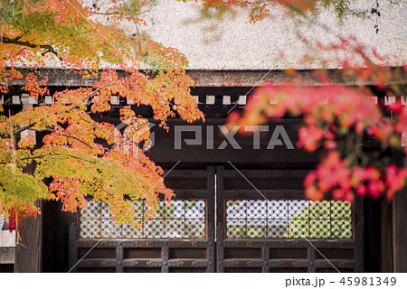 京都 南禅寺の美しい紅葉 京都 南禅寺の美しい紅葉 45981349