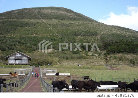 八丈島-ふれあい牧場 45981376