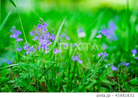 春の草原に咲く小さな青い花の写真素材