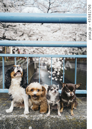 お花見で桜の前に並んで座って記念写真を撮っている4匹の犬 45981706