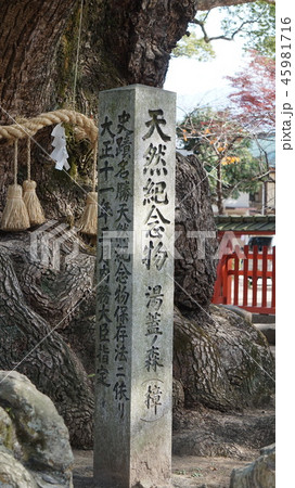 宇美八幡宮 湯蓋の森 宇美八幡宮 湯蓋の森 45981716