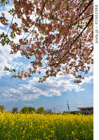 秦野・戸川公園の菜の花と桜 45982068
