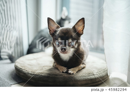 クッションの上でくつろいでいるチワワ 45982294