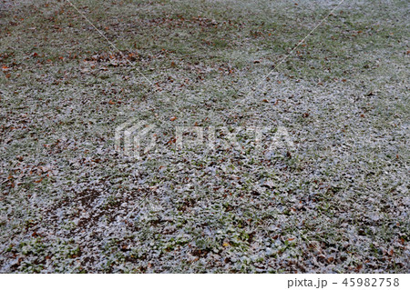Frozen winter lawn 45982758