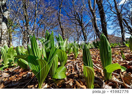 丹沢・鍋割山稜のバイケイソウの芽吹き 45982776