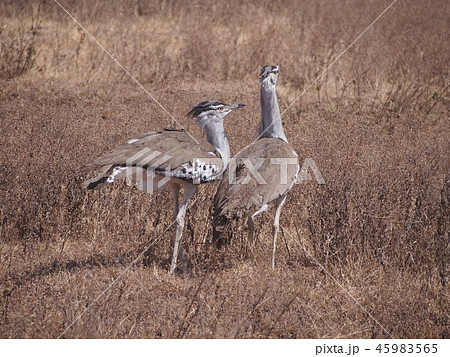 二羽のアフリカオオノガン 二羽のアフリカオオノガン 45983565
