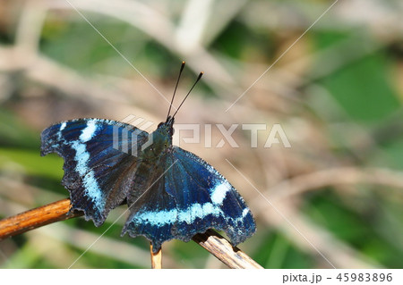 ルリタテハ 45983896